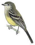 Amazonian Scrub Flycatcher Illustration