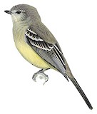 Southern Scrub Flycatcher Illustration