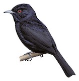 Blue-billed Black Tyrant Illustration