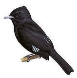 White-winged Black Tyrant Illustration