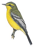 Yellow-browed Tyrant Illustration