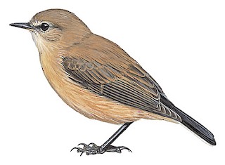 Muscisaxicola maculirostris rufescens