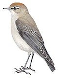 White-browed Ground Tyrant Illustration