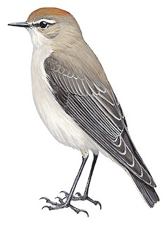White-browed Ground-Tyrant