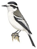 Black-crowned Monjita Illustration