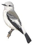 White-rumped Monjita Illustration