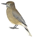 Black-billed Shrike-Tyrant Illustration