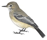 Lesser Shrike-Tyrant Illustration