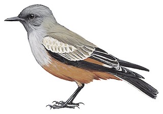 Chocolate-vented Tyrant