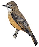 Streak-throated Bush Tyrant Illustration