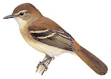 Fuscous Flycatcher Illustration