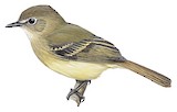 Black-billed Flycatcher Illustration