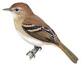 Euler's Flycatcher Illustration