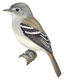 Grey-breasted Flycatcher Illustration