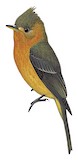 Northern Tufted Flycatcher Illustration