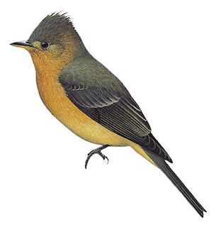 Mitrephanes phaeocercus tenuirostris