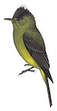 Olive Tufted Flycatcher Illustration