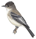 Eastern Phoebe Illustration