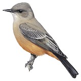 Say's Phoebe Illustration