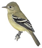 Yellow-bellied Flycatcher Illustration