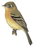 Yellowish Flycatcher Illustration