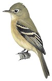 Western Flycatcher Illustration