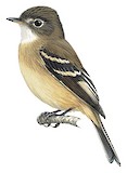 White-throated Flycatcher Illustration