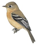 Buff-breasted Flycatcher Illustration