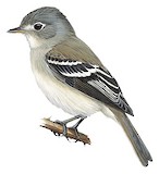 Least Flycatcher Illustration