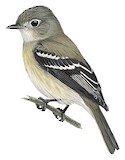 Hammond's Flycatcher Illustration