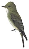 Olive-sided Flycatcher Illustration