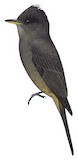 Dark Pewee Illustration