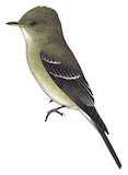 Eastern Wood Pewee Illustration