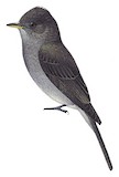 Southern Tropical Pewee Illustration