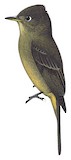 Cuban Pewee Illustration