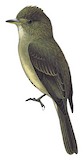 Jamaican Pewee Illustration