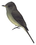 Hispaniolan Pewee Illustration