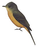 Lesser Antillean Pewee Illustration