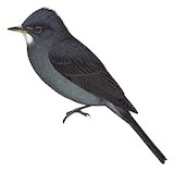 White-throated Pewee Illustration