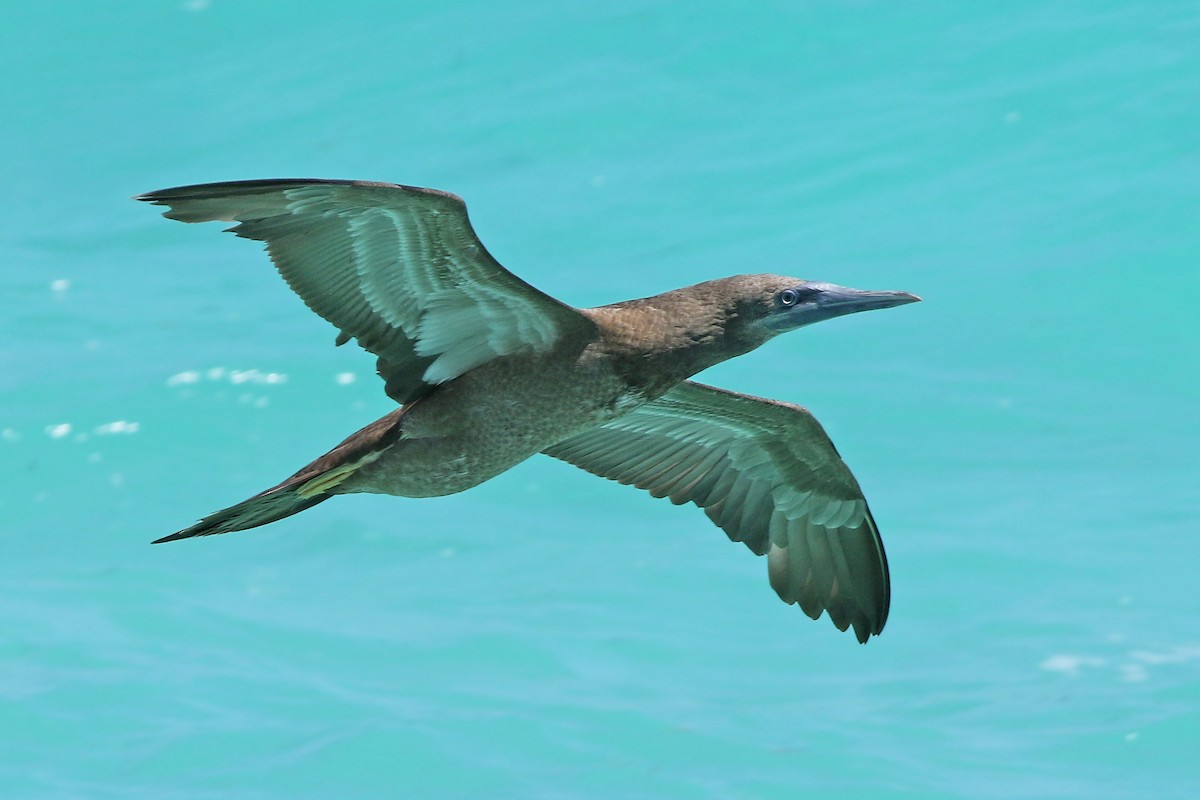 Brown Booby - ML153447361
