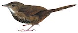 Rufous Scrubbird Illustration