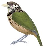 White-eared Catbird Illustration