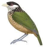 Ochre-breasted Catbird Illustration