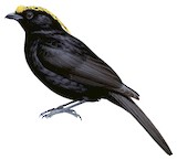 Archbold's Bowerbird Illustration