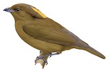 MacGregor's Bowerbird Illustration