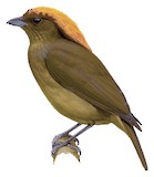 Streaked Bowerbird Illustration