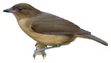 Vogelkop Bowerbird Illustration