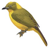 Golden Bowerbird Illustration