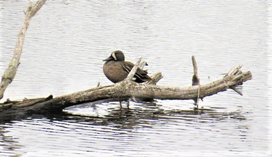 Blue-winged Teal - ML153447991