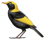 Regent Bowerbird Illustration